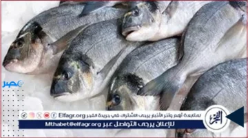 الأسعار اليوم .. تغير جديد في أسعار السمك بمحافظة المنيا الثلاثاء 7 أكتوبر 2025